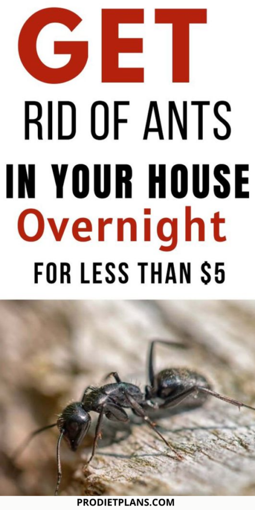 How To Get Rid Of Ants In Your House