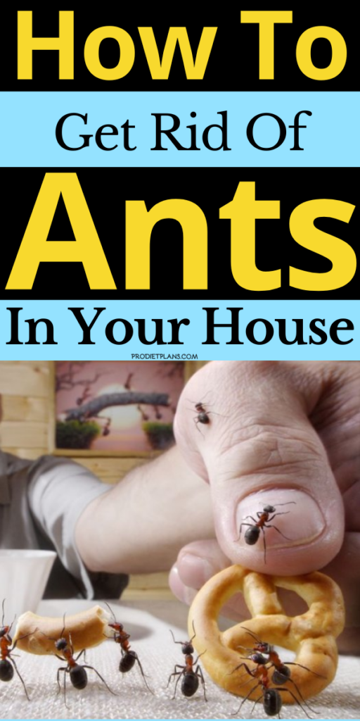 How To Get Rid Of Ants In Your House