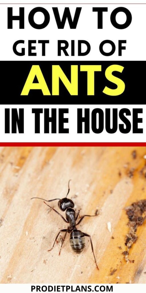 How To Get Rid Of Ants In Your House