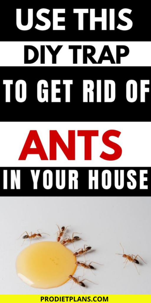 How To Get Rid Of Ants In Your House