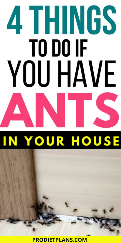 How To Get Rid Of Ants In Your House