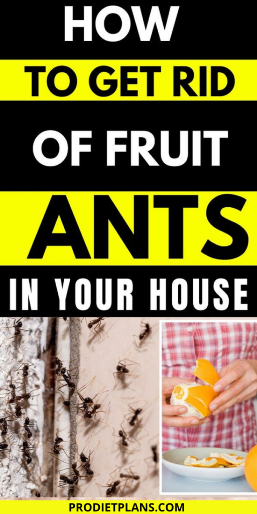 How To Get Rid Of Ants In Your House